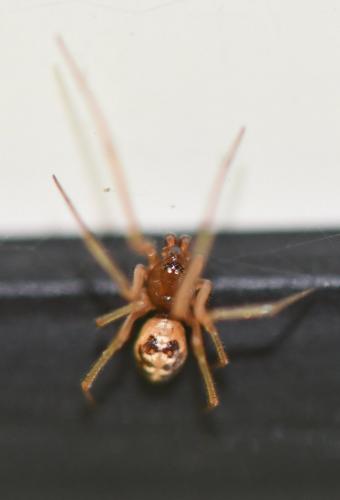 Steatoda triangulosa